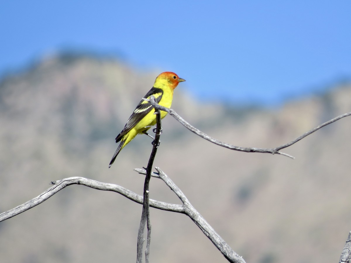 Western Tanager - ML619366615