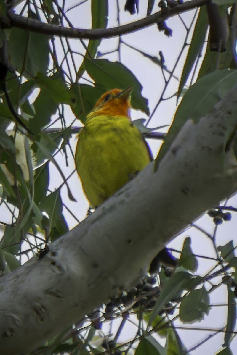 Western Tanager - Gordon Norman