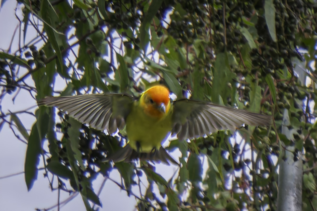 Western Tanager - Gordon Norman