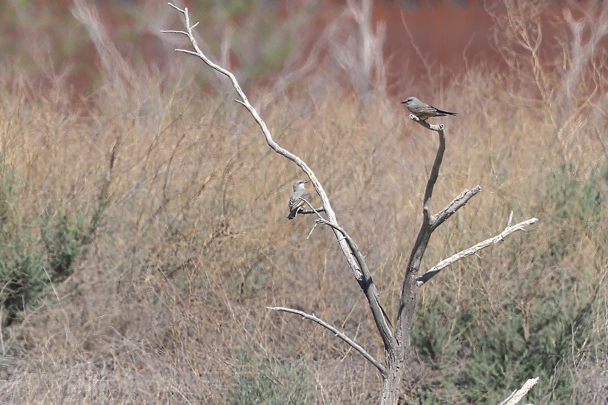 Western Kingbird - Laura Crago