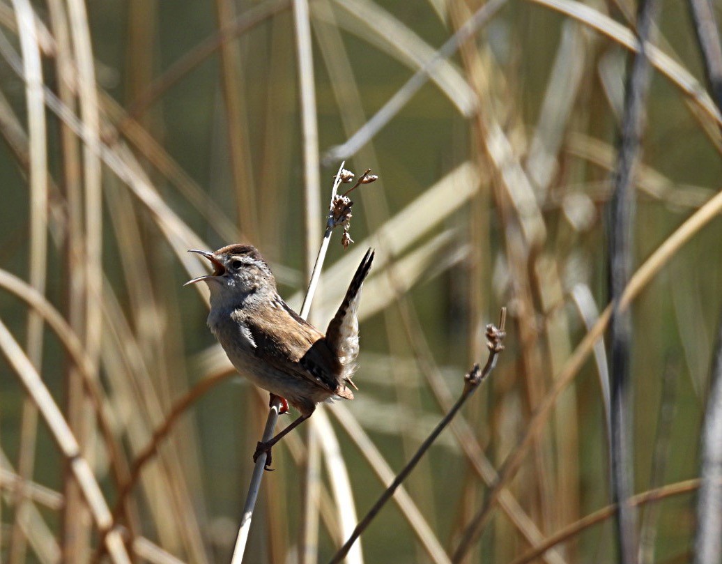 Marsh Wren - Sharon Henry