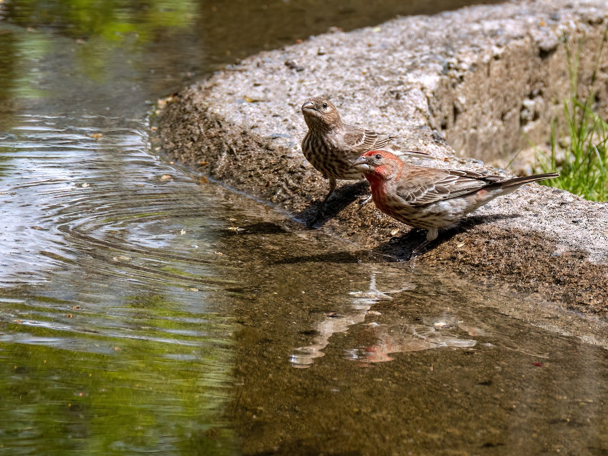 House Finch - Danielle  A