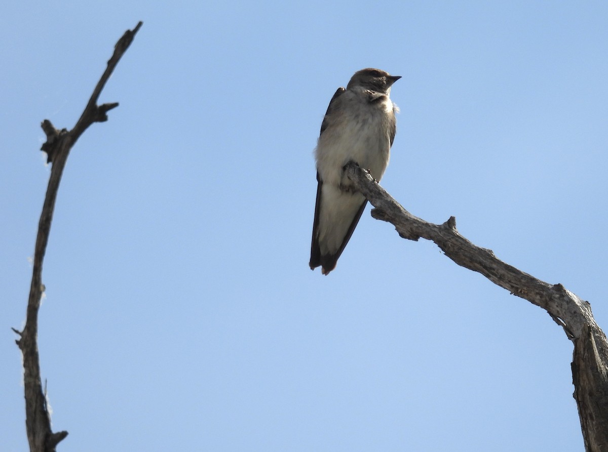 Northern Rough-winged Swallow - Glenn Hodgkins