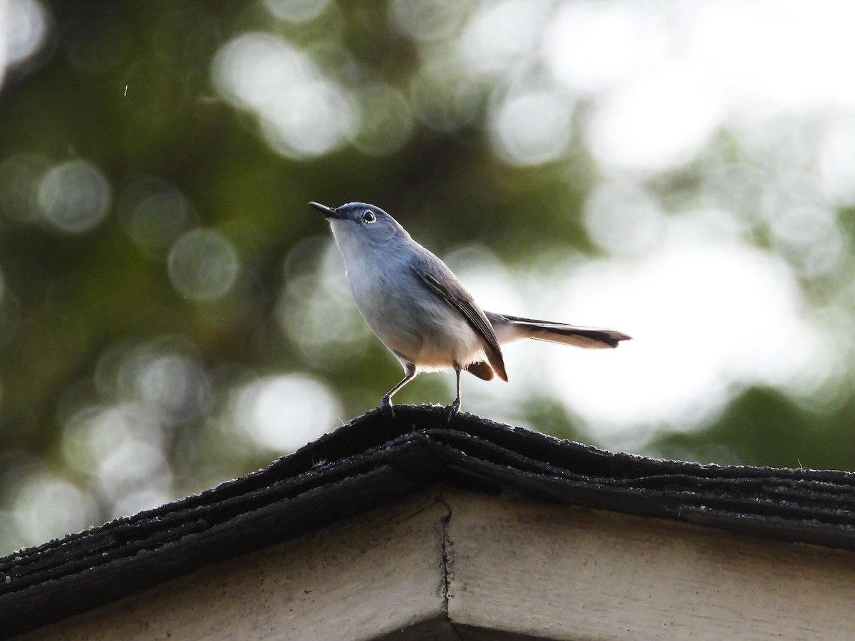 Blue-gray Gnatcatcher - Haley Gottardo