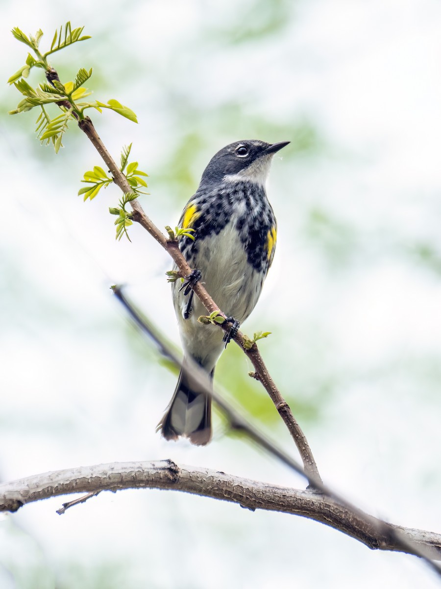 Yellow-rumped Warbler - Danielle  A