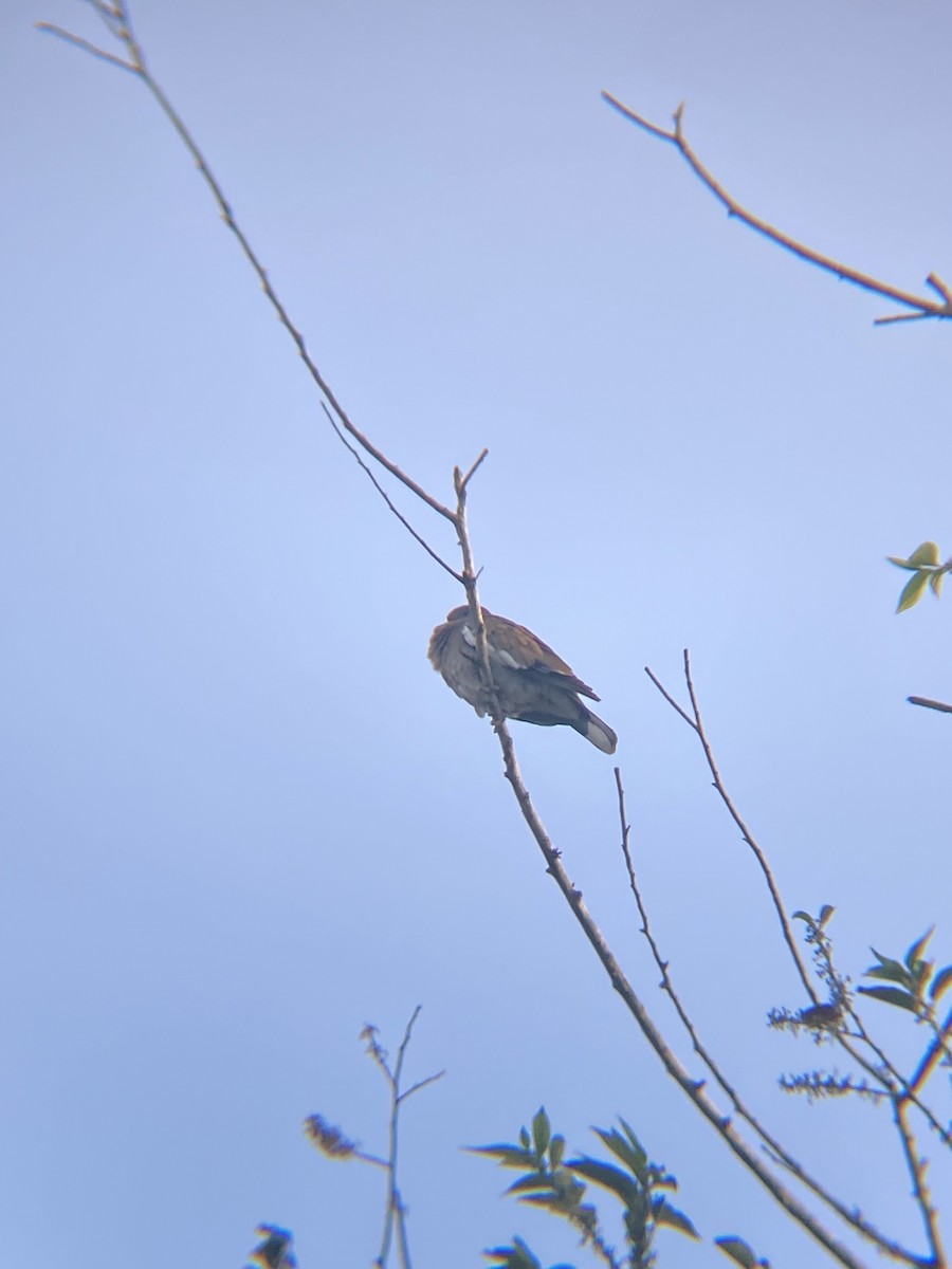 White-winged Dove - Tori R.