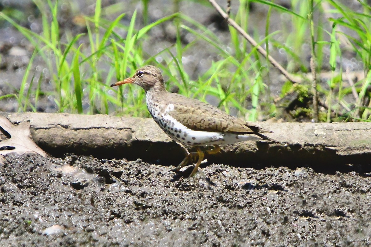 Spotted Sandpiper - Seth Honig