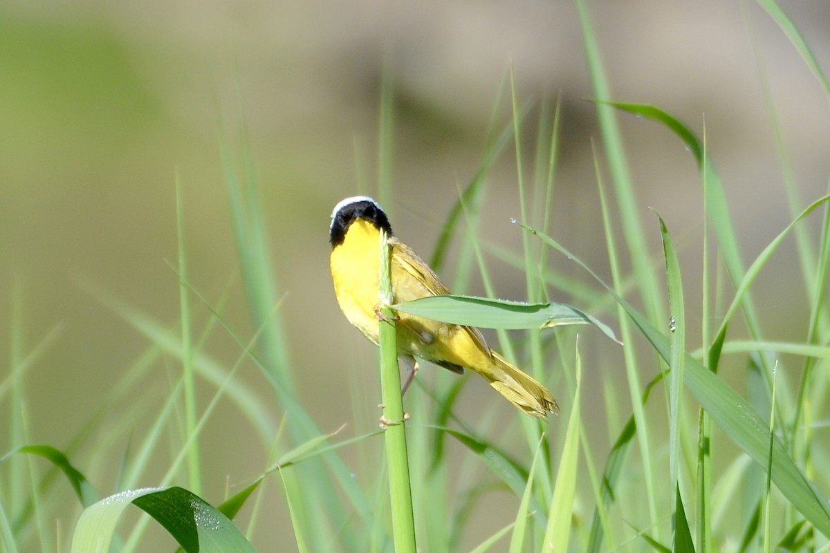 Common Yellowthroat - lise owens