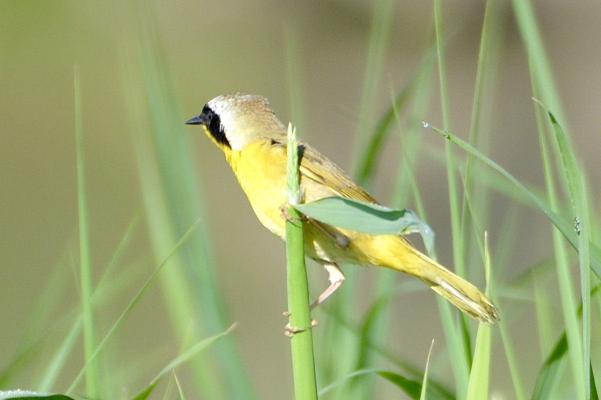 Common Yellowthroat - lise owens