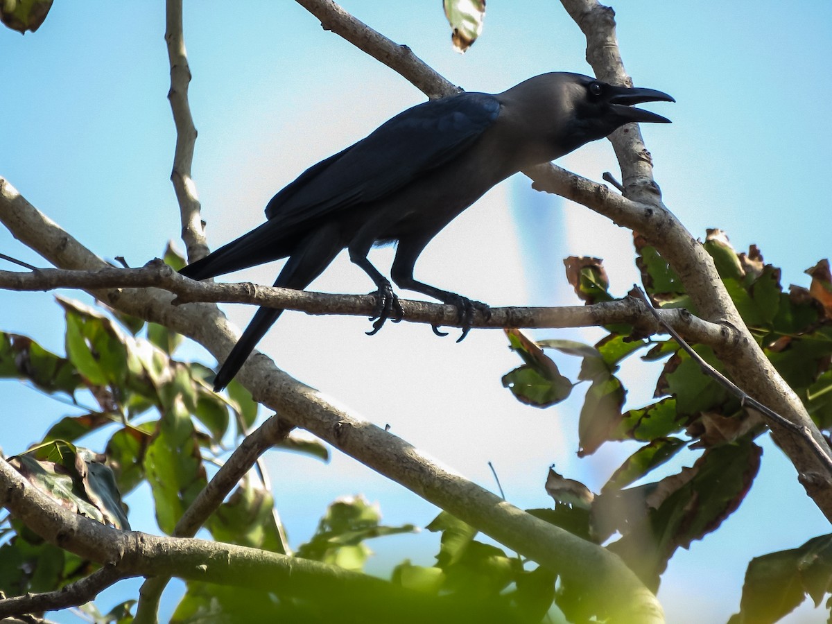 House Crow - Falcon Cheng