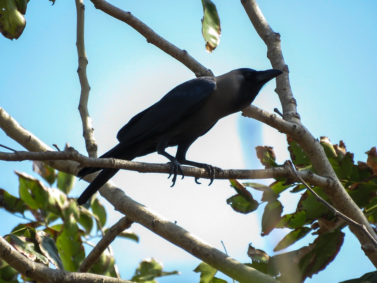 House Crow - Falcon Cheng