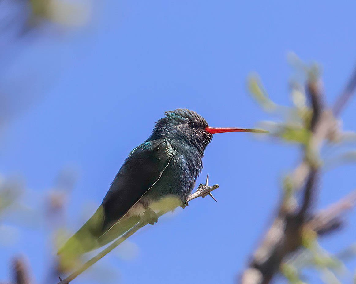 Broad-billed Hummingbird - Sue Smith