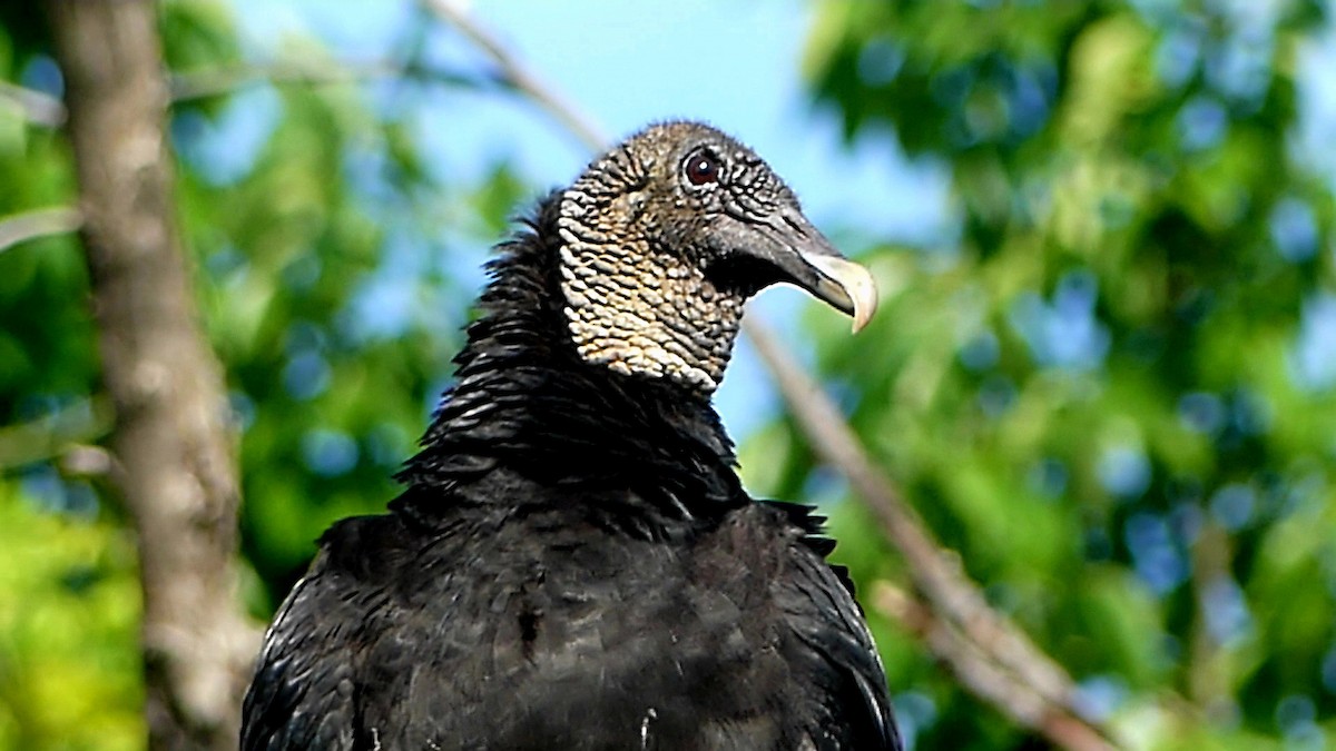 Black Vulture - Robert Langston