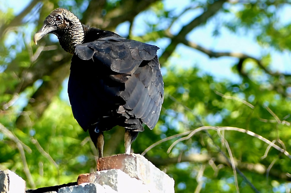 Black Vulture - Robert Langston