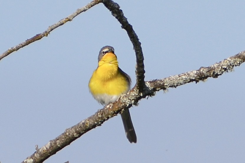 Yellow-breasted Chat - ML619366715