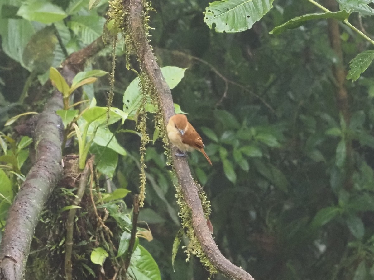 Tawny-breasted Flycatcher - ML619366719