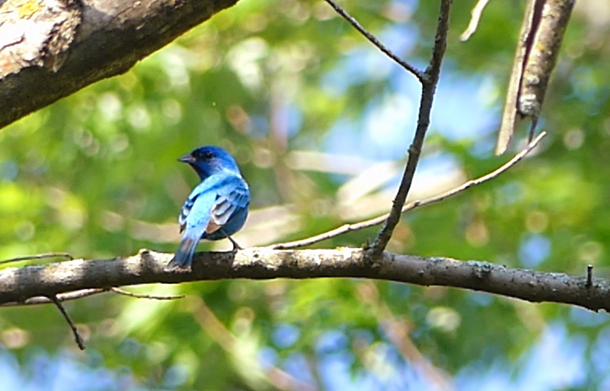 Indigo Bunting - Robert Langston