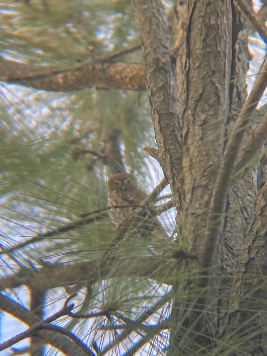 Ferruginous Pygmy-Owl - Tori R.