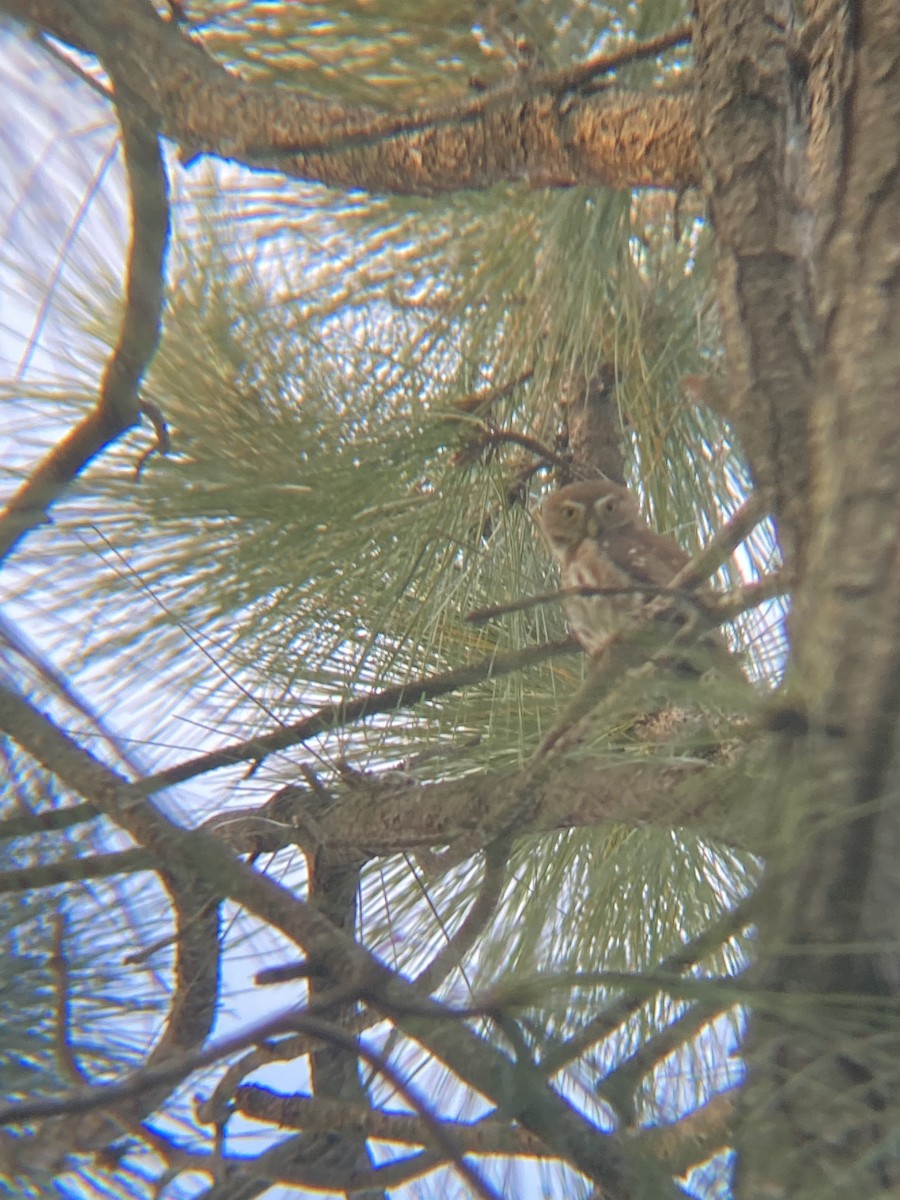 Ferruginous Pygmy-Owl - Tori R.