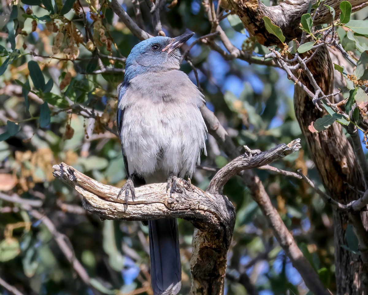 Mexican Jay - Sue Smith