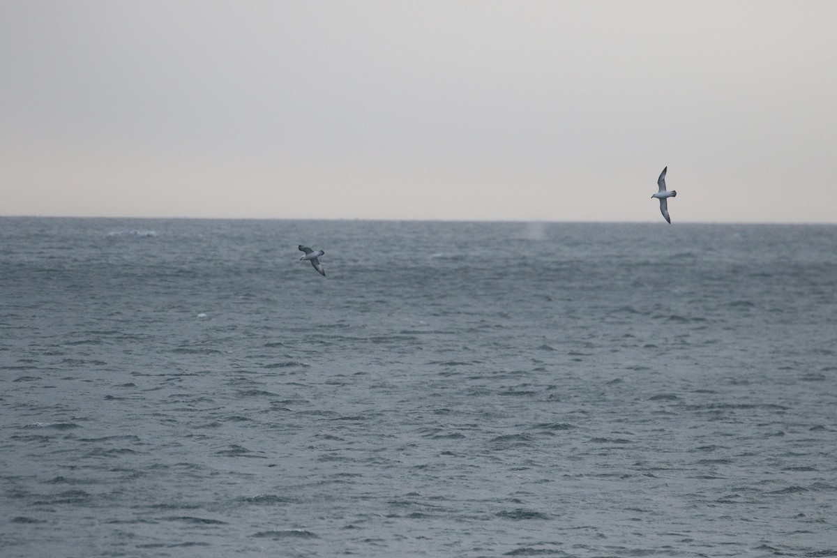 Northern Fulmar - riley wyna