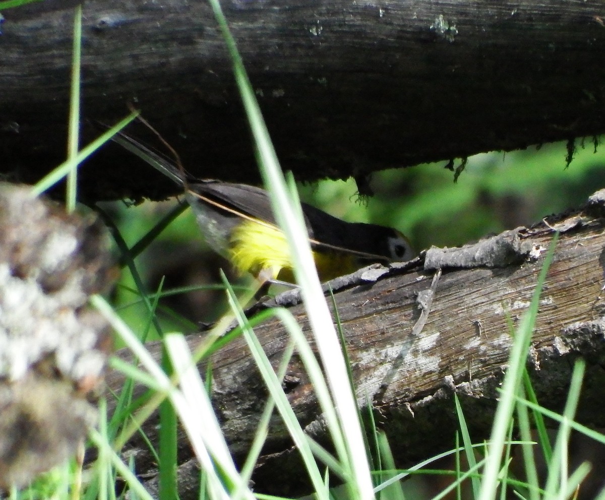 Golden-fronted Redstart - Angela Bernal Contreras