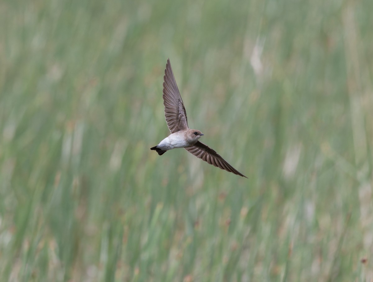 Northern Rough-winged Swallow - Max Jossie