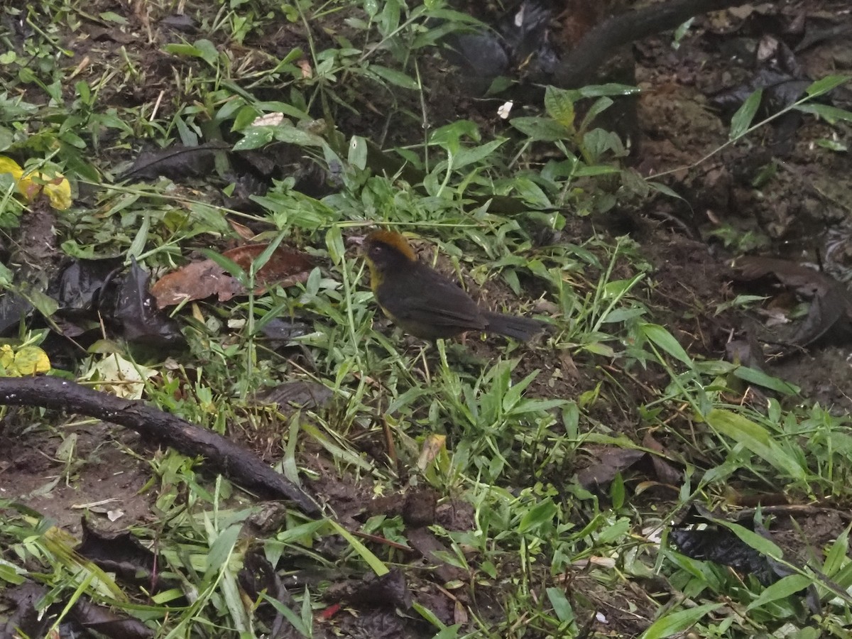 Tricolored Brushfinch - Bob Maddox