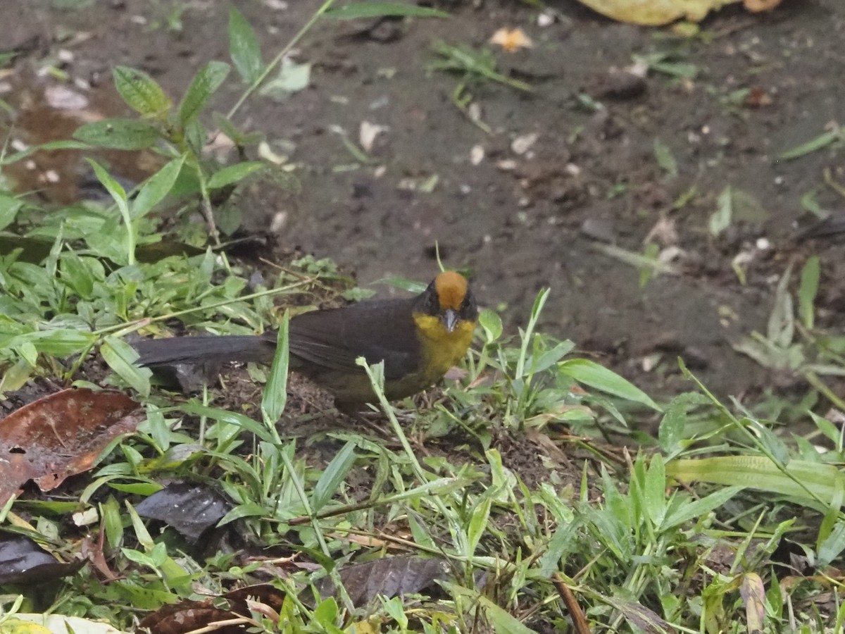 Tricolored Brushfinch - Bob Maddox