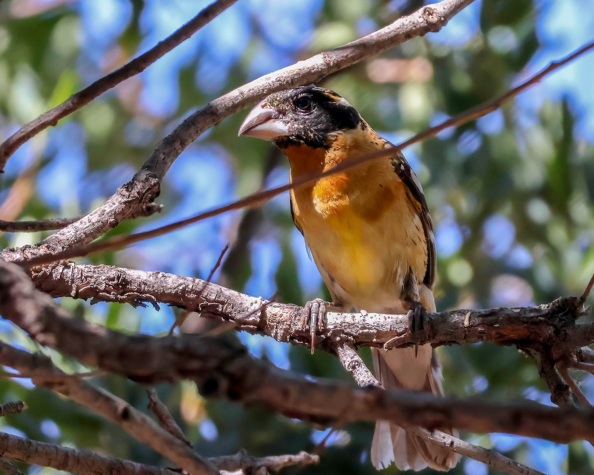 Black-headed Grosbeak - Sue Smith