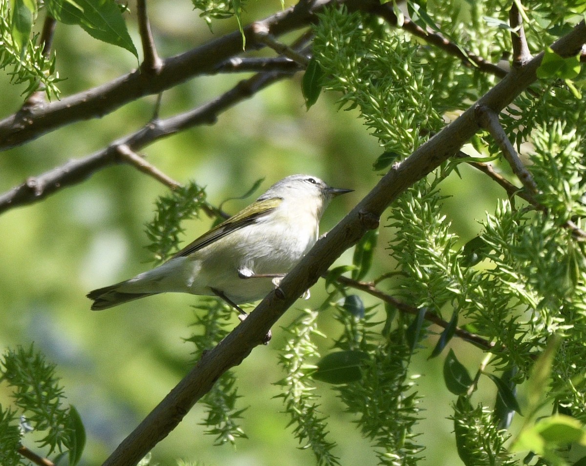 Tennessee Warbler - Claudia C