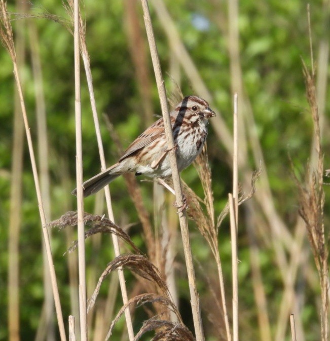 Song Sparrow - Donna Ortuso