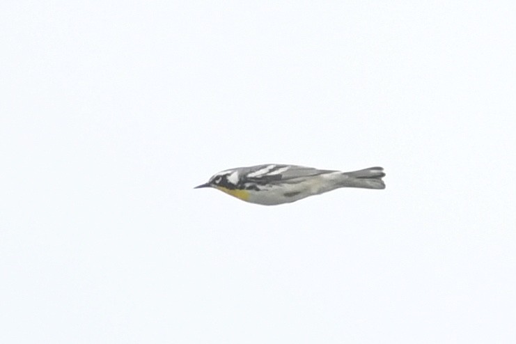 Yellow-throated Warbler - Kiah R. Jasper