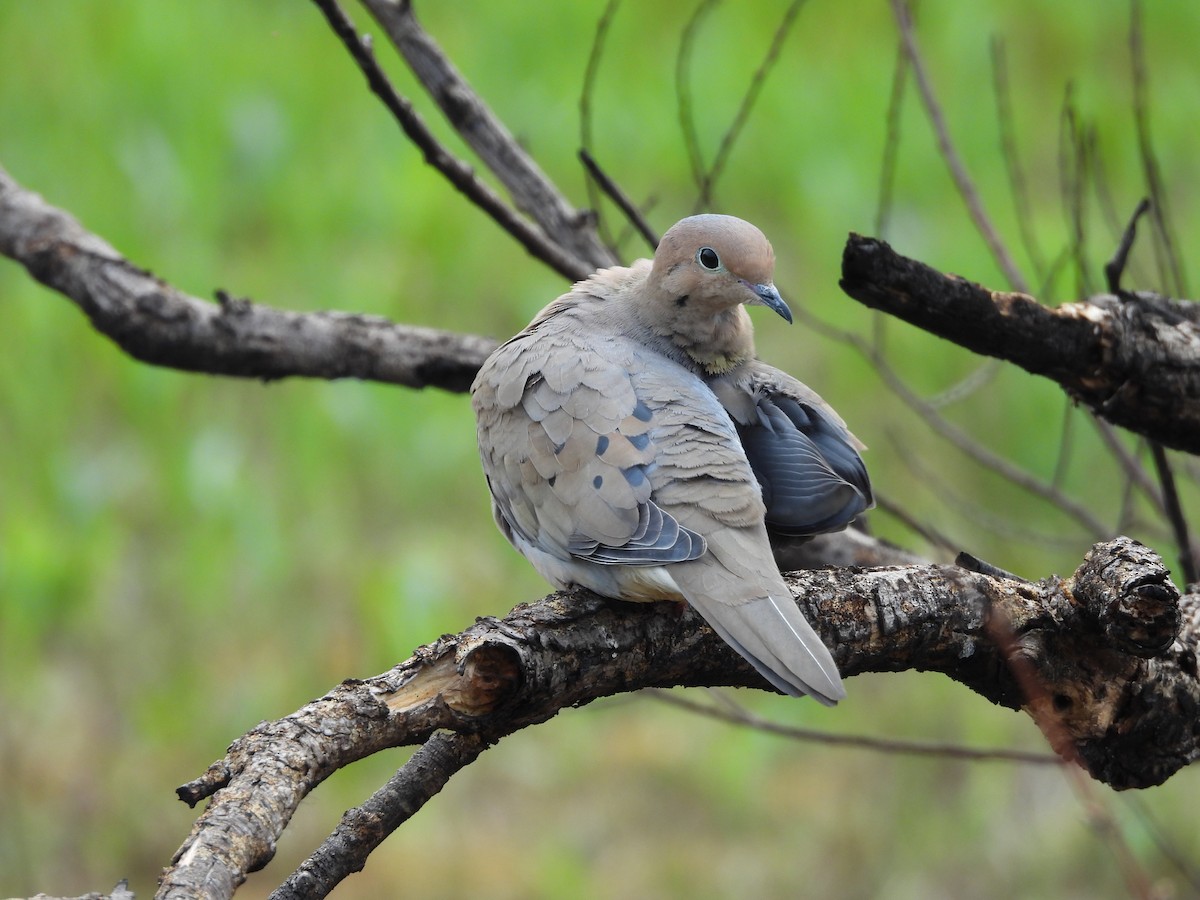 Mourning Dove - Sarah Taylor