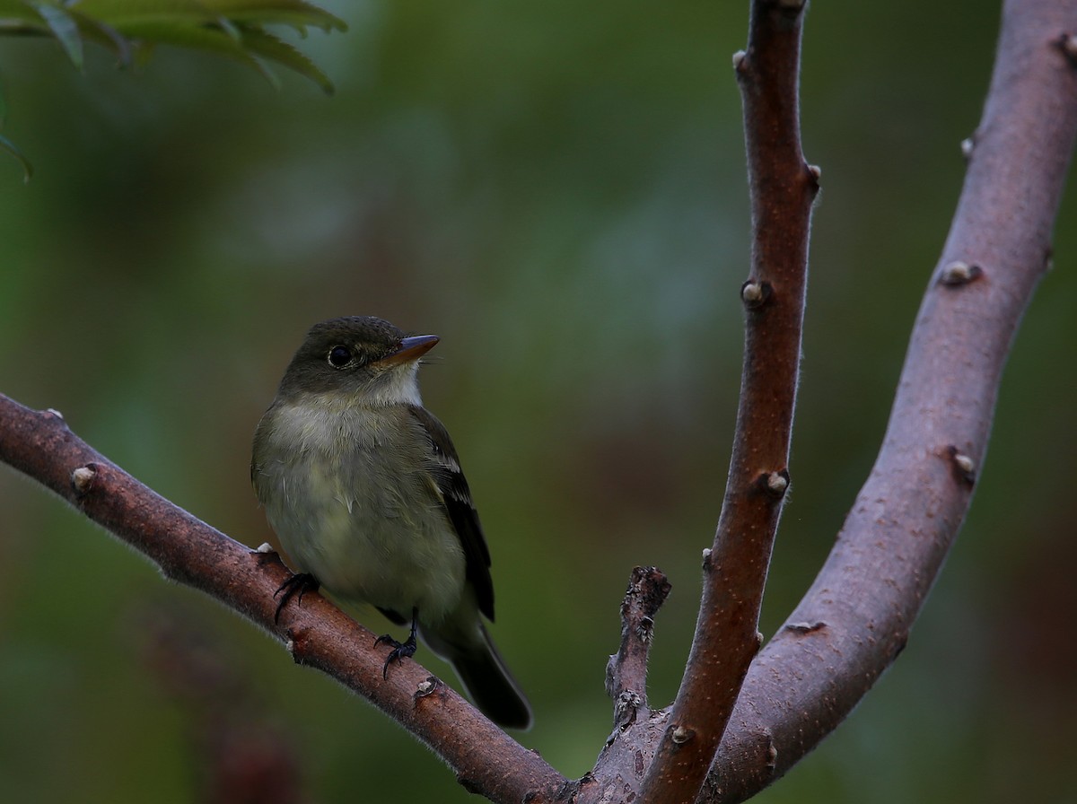 Alder Flycatcher - Yves Dugré