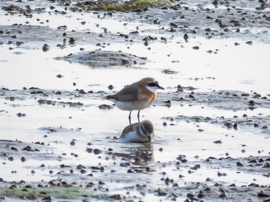 Tibetan Sand-Plover - ML619366811