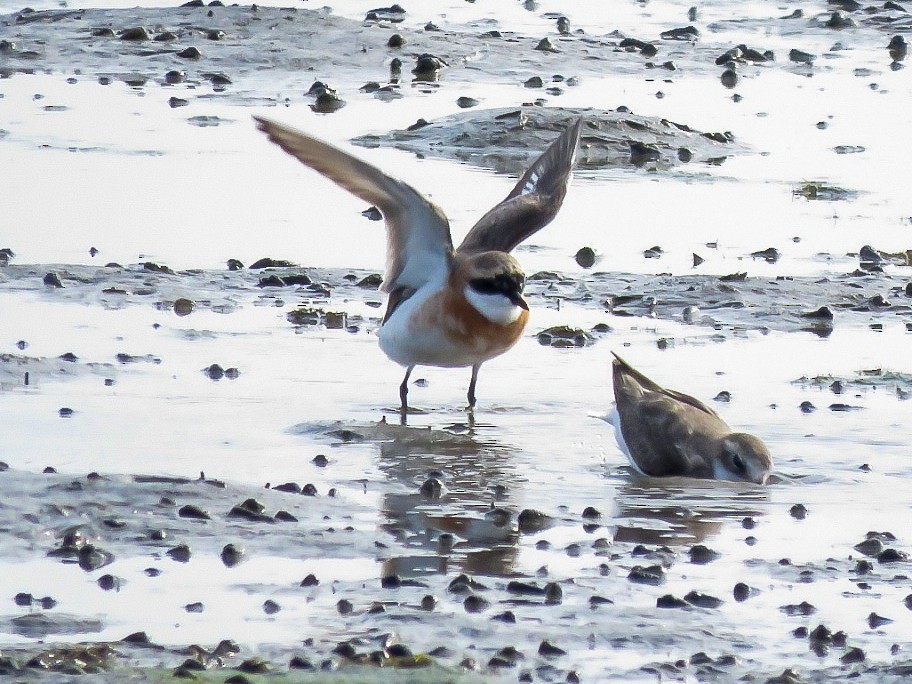 Tibetan Sand-Plover - ML619366812