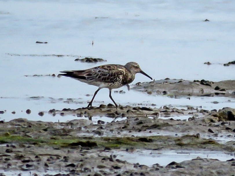 Great Knot - Falcon Cheng