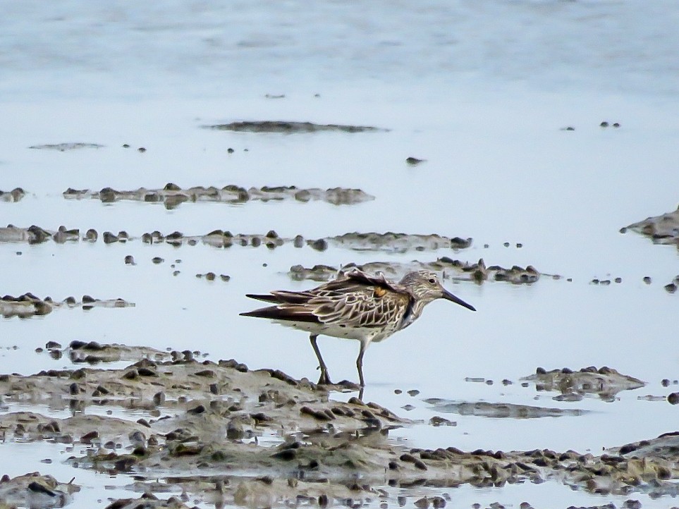 Great Knot - ML619366817