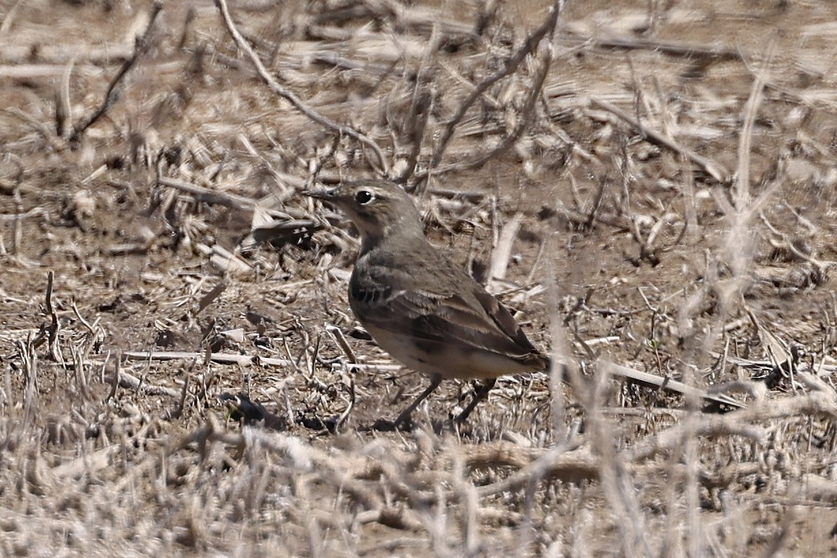 American Pipit - ML619366827