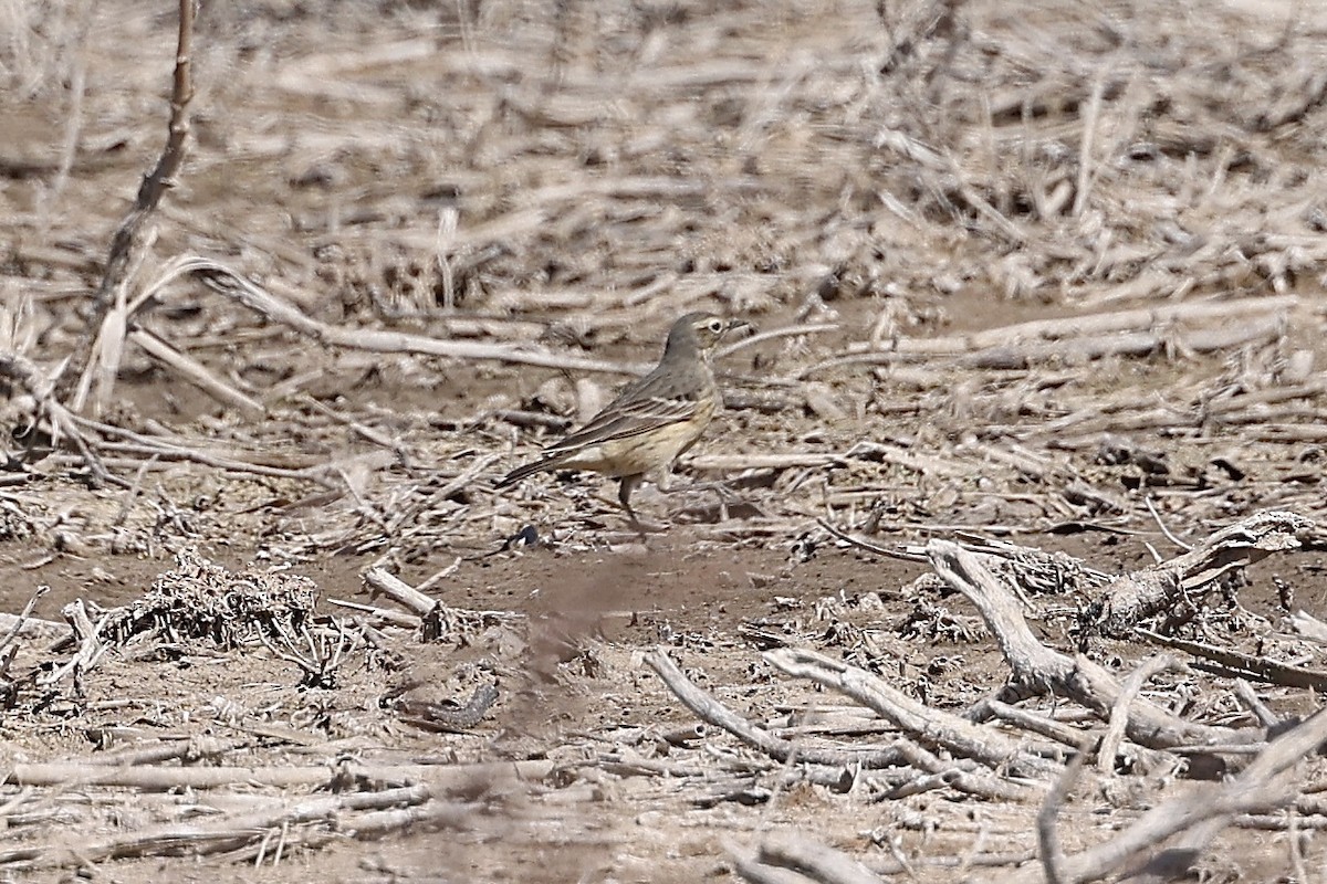 American Pipit - ML619366828