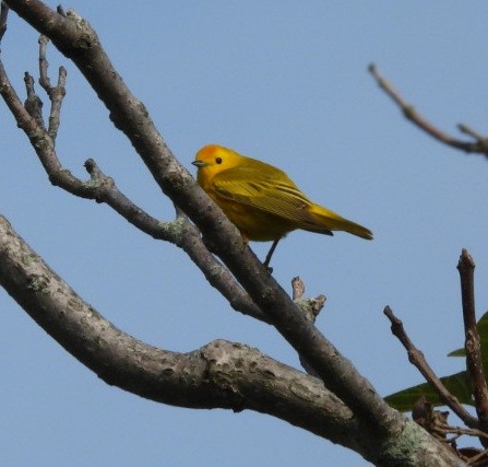 Yellow Warbler - Donna Ortuso