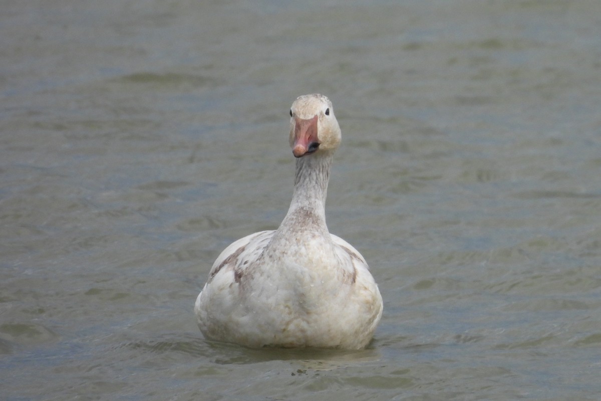 Snow Goose - Sarah Taylor