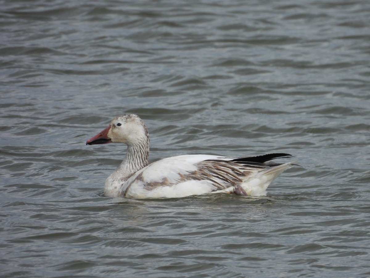 Snow Goose - Sarah Taylor