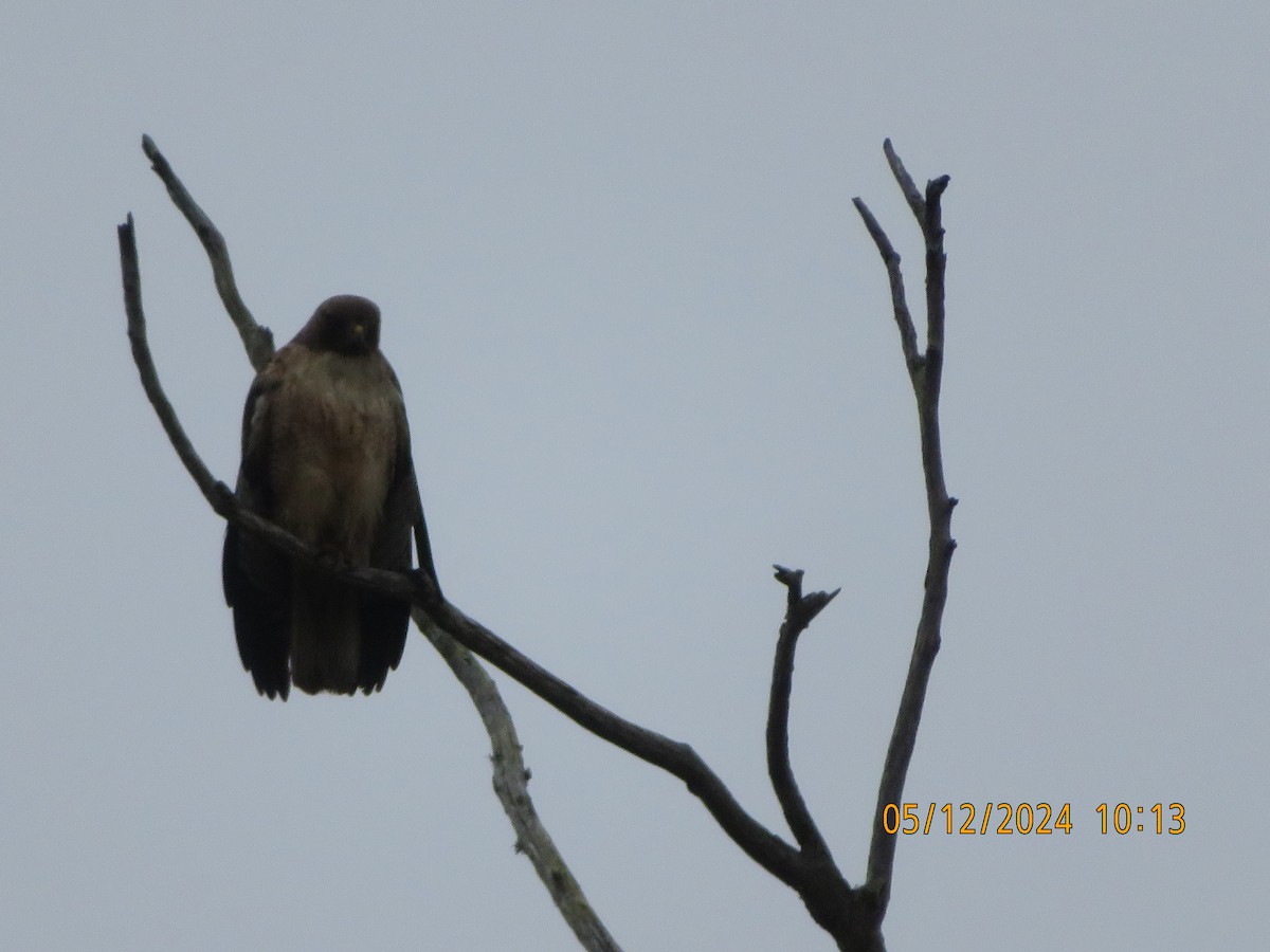 Red-tailed Hawk - ML619366852