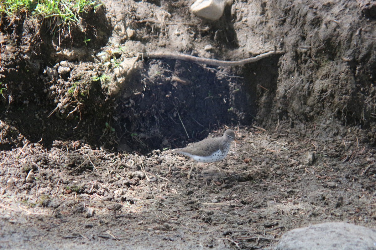 Spotted Sandpiper - Sierra Fleischmann