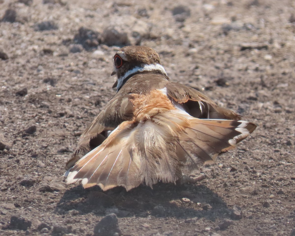 Killdeer - Laurie Witkin