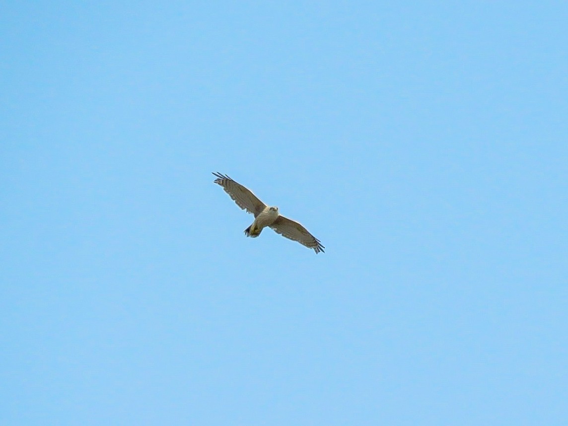 Eurasian Goshawk - Falcon Cheng