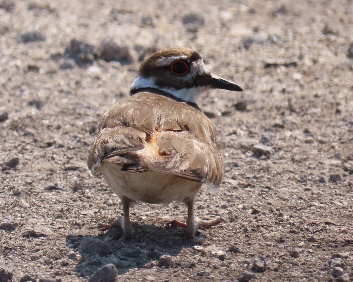 Killdeer - Laurie Witkin