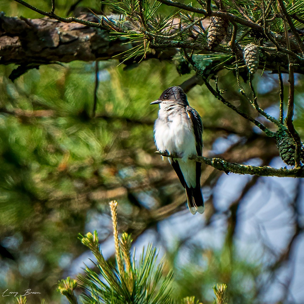 Eastern Kingbird - Larry Brown